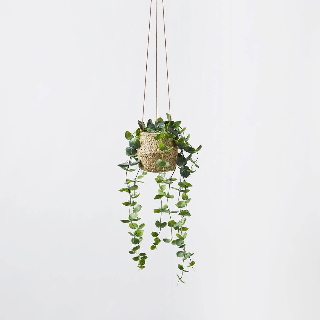 Hanging Plant - String Of Hearts